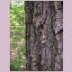 larger iage of walnut bark