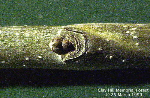 White ash axillary bud with half moon leafscar