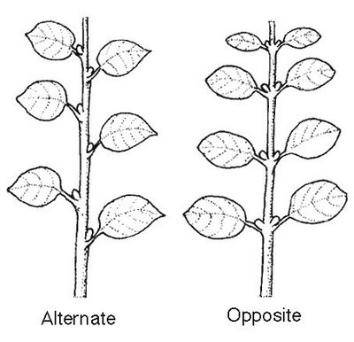 arrangement of leaf veins