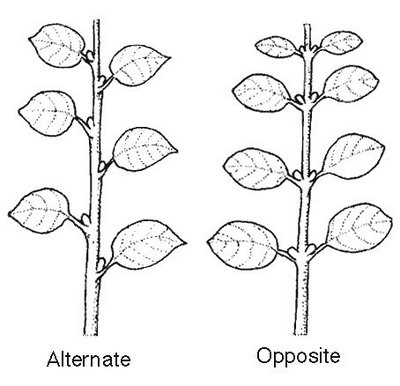 arrangement of leaf veins