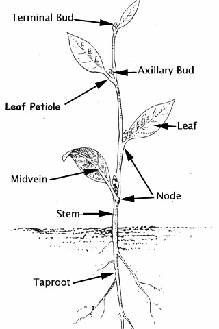 arrangement of leaf veins