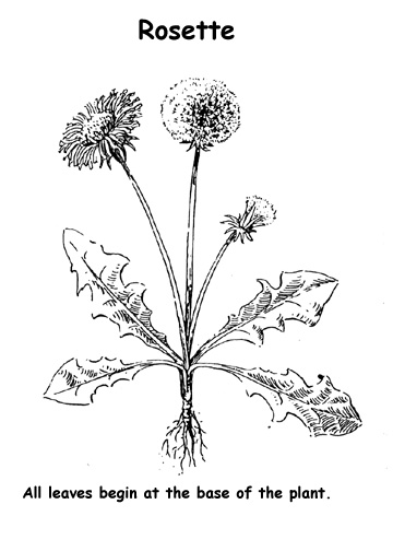 arrangement of leaf veins