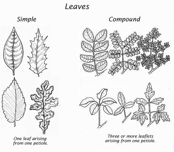 arrangement of leaf veins