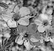 arrangement of leaf veins