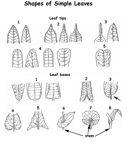 arrangement of leaf veins