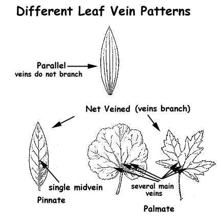 arrangement of leaf veins