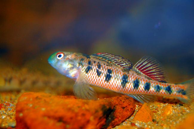 A colorful male Kentucky snubnose darter.  This fish is only found in the upper Green River in Kentucky.  A beautiful sight for you to see while we are putting our Aquarium page together.  