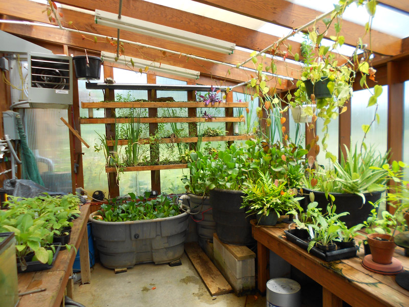 Our greenhouse where our "wastewater" stream is finish cleaned by flowing thorough three tanks with water hyacinth a plant from the tropics of South America.  We also use the greenhouse for propagating rare plants from Clay Hill.