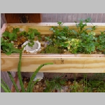 View of a tray in the waterwall from above.  Shows the PVC dropout and some water cress and ivy.