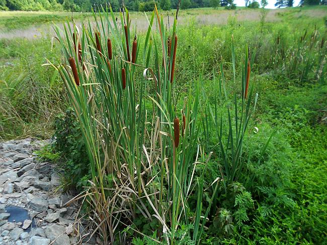 Cattails growing in our constructed wetland.