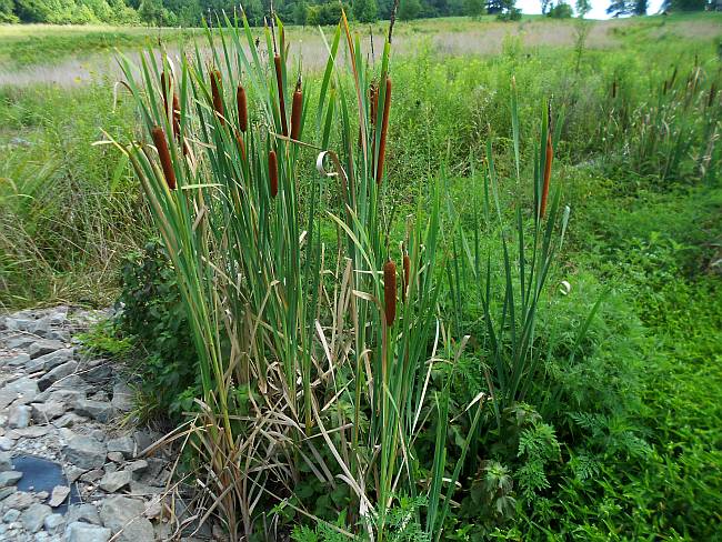 Cattails growing in our constructed wetland.