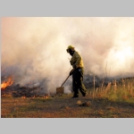 Person using a flapper to keep fire from spreading into adjacent field