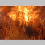 fire shooting up as it reached a clump of tall dry grass