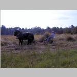 Tony mowing tall grass with a sickle bar mower powered by horses