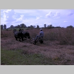 Tony Mowing in tall grass