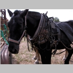 One of the horses up close