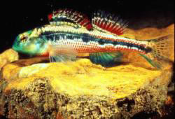 The splended darter, Etheostoma barrenense