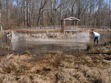 students using a large seine to collect eastern red spotted newts from a pond at CHMF.  These were measured and weighed and returned to the pond.