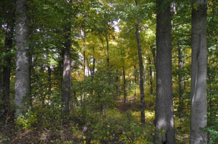 View of the Edwin Lee White Nature Preserve Photograph